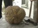 Durian